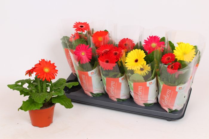 Gerbera Colourgame (25-33), D 12