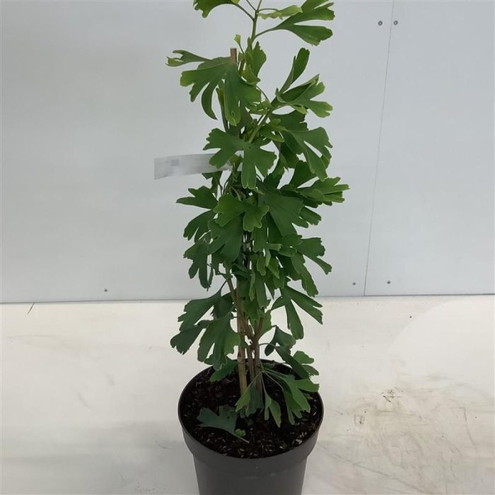 Ginkgo biloba, D 21