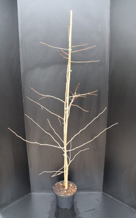 Ginkgo biloba, D 29