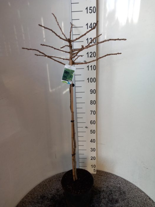 Ginkgo biloba Mariken 90 stam 30-40 kroon P28, D 28
