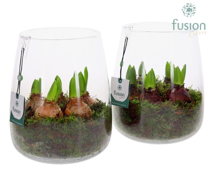 Glas Alzada groot met Hyacinthus, D 19
