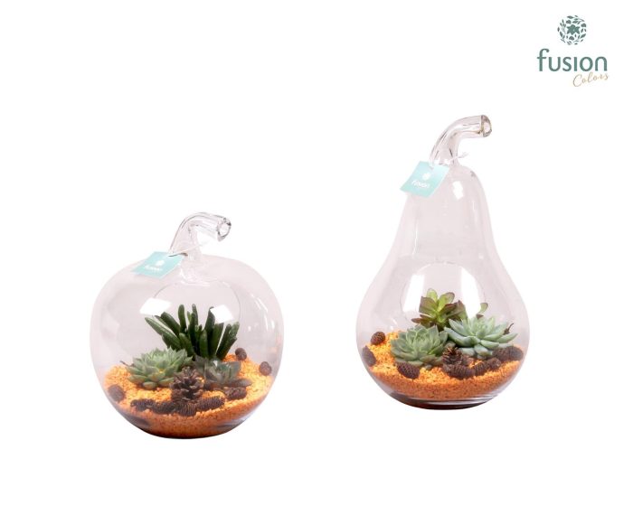 Glazen Peer en Appel met Succulenten, D 18