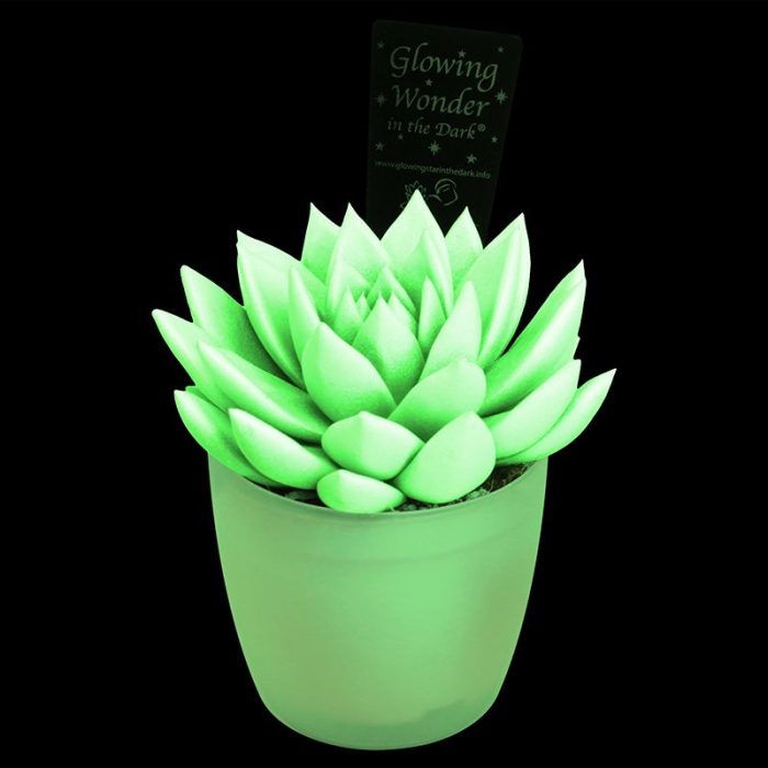 Glowing Wonder in the Dark with glowing pot, D 8,5