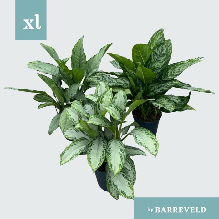 Green Agla Mix (Aglaonema), D 24