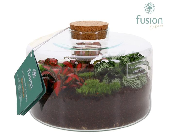 Green Bottle Kyra Medium met Terrarium arrangement, D 19