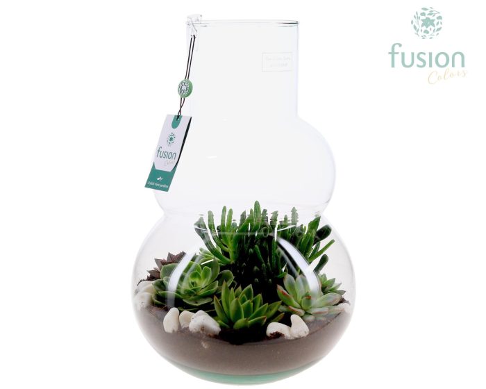 Green Bottle Olaf Large met Succulenten, D 26
