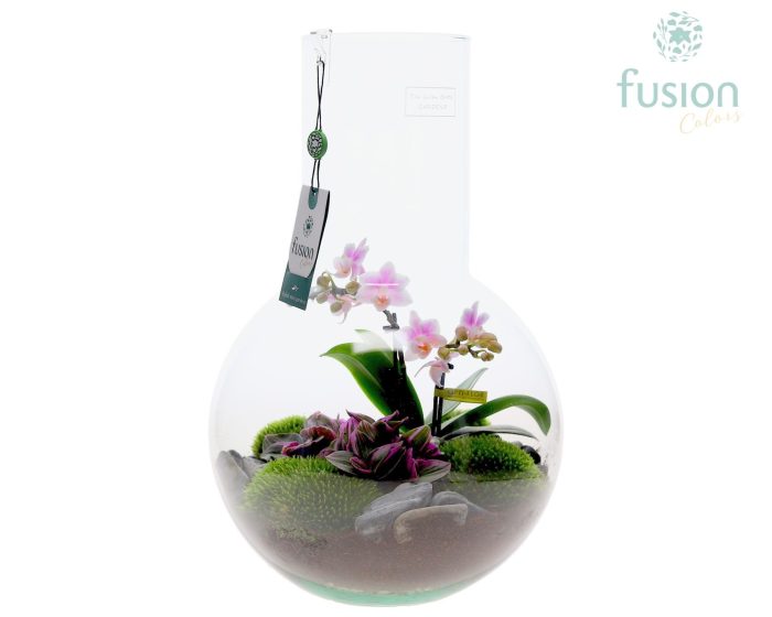 Green Bottle Suzanne Large met Phalaenopsis arrangement, D 26