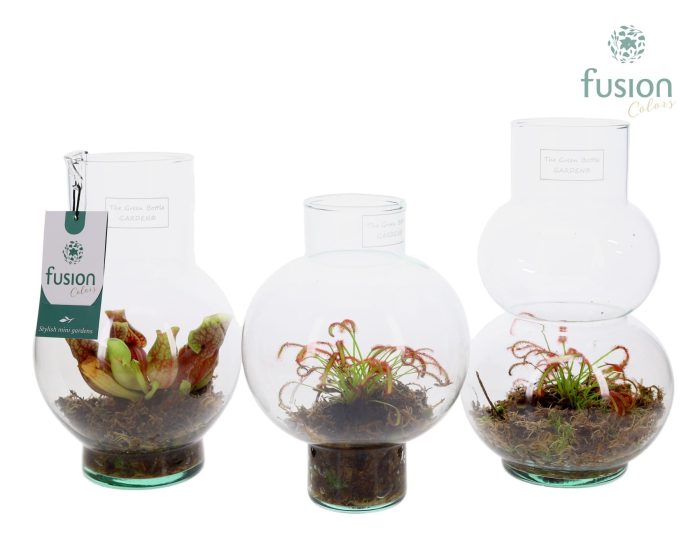 Green Bottle XSmall mix met Vleesetende plant, D 15