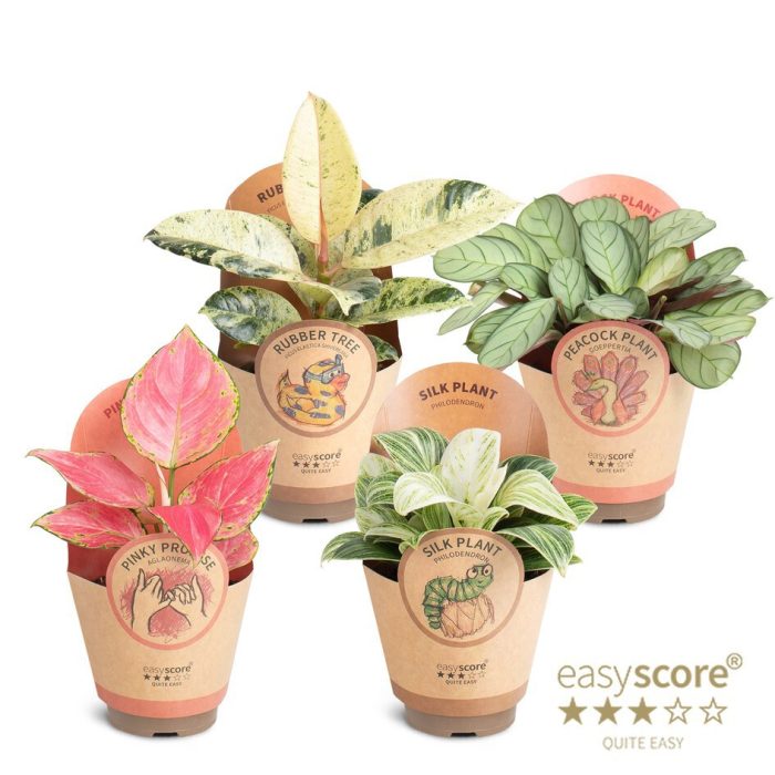 Green Premium Collection, D 9