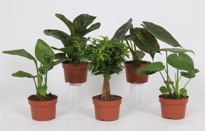 Groen Mix 12cm - Royal, D 12