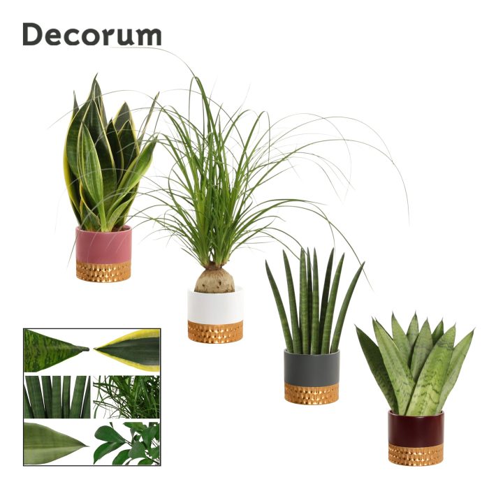 Groenmix 9 cm in Frederique (Rich love-collection), D 9