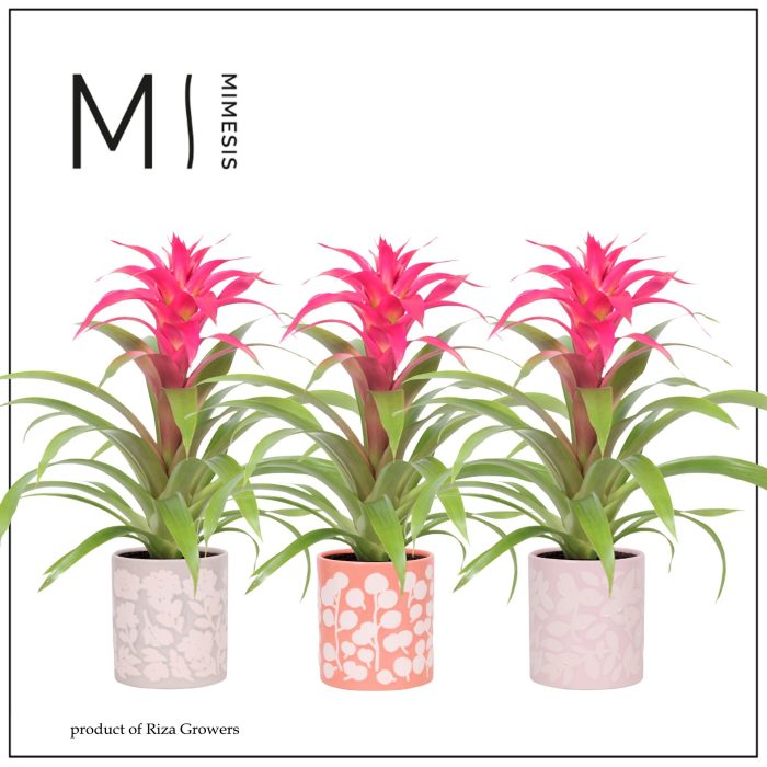 Guzmania Deseo Pink - 12 cm in Sevilla | Mimesis, D 12