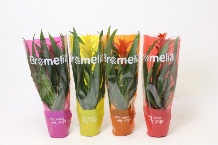 Guzmania Mix My Way My Style, D 12