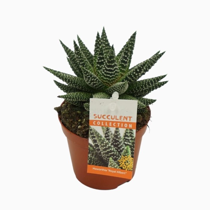 Haworthia 'royal albert' 8,5 cm met etiket, D 8,5