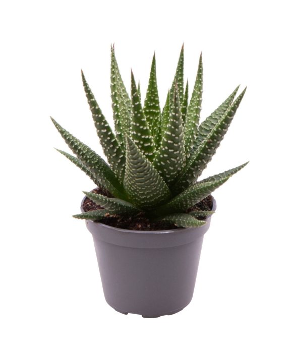 Haworthia Gasworthia, D 6