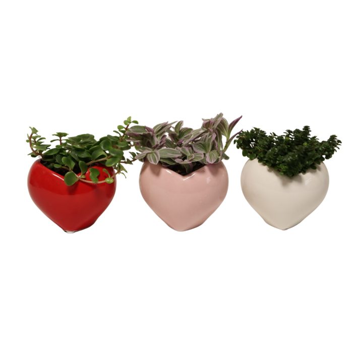 Heart with Compact Foliage, D 6