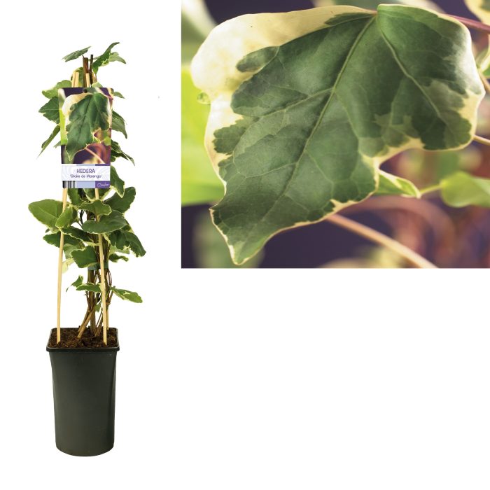 Hedera 'Gloire de Marengo' +light label, D 17