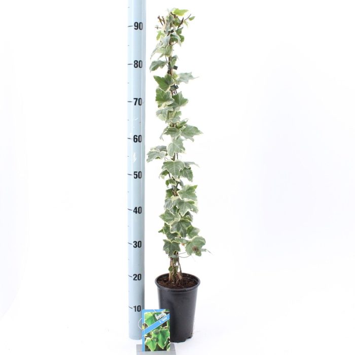 Hedera hel. ‘Glacier’ --gestokt 70 cm, D 14