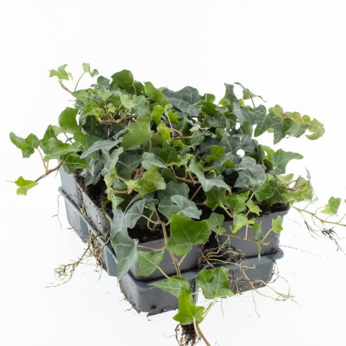 Hedera helix, D 9