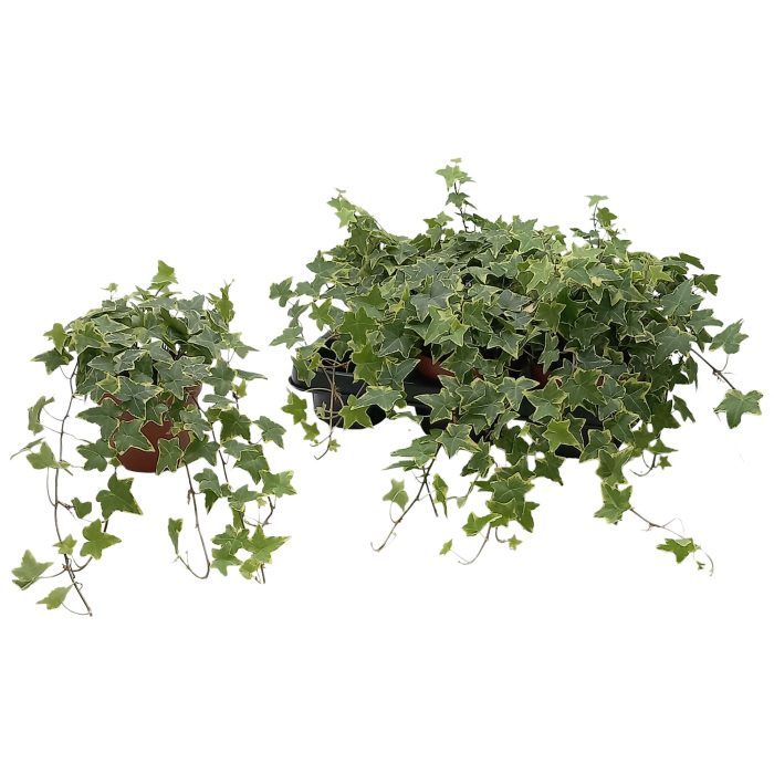 Hedera helix 'Gold Child', D 13