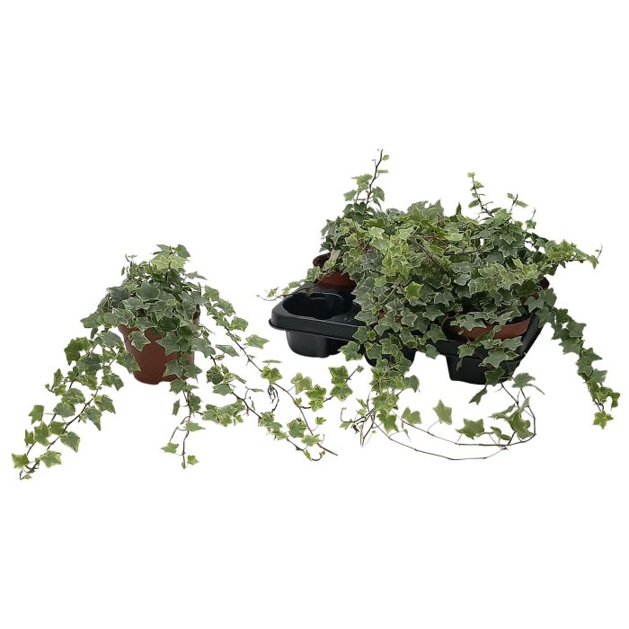 Hedera helix 'Mint Kolibri', D 13
