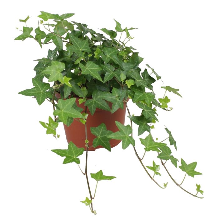 Hedera helix Pitsburg, D 13