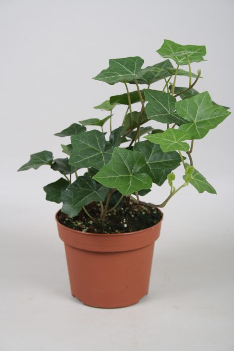 Hedera Hibernica, D 13