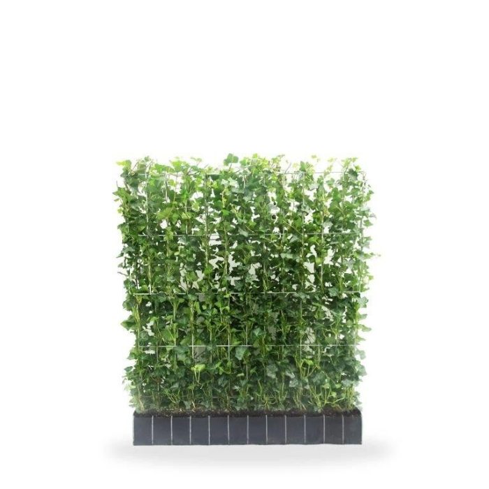Hedera Hibernica kant en klaar haag 120B - 120H, C35, D 120