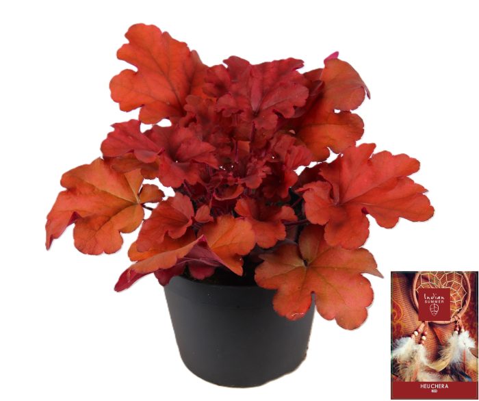 Heuchera Indian Summer Red P15, D 15