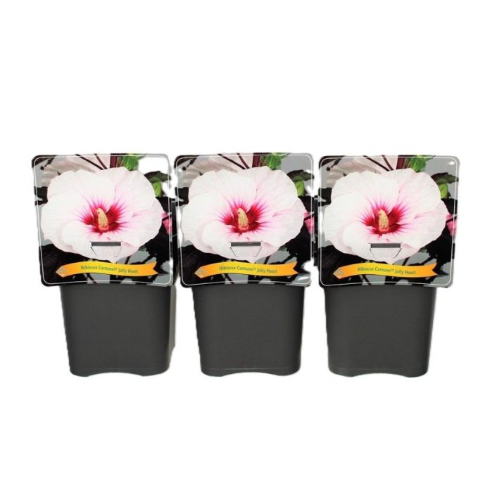 Hibiscus Caroussel Jolly Heart C5, D 21