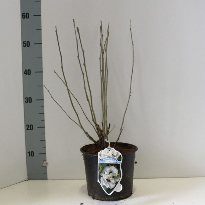 Hibiscus syr. 'Speciosus', D 19