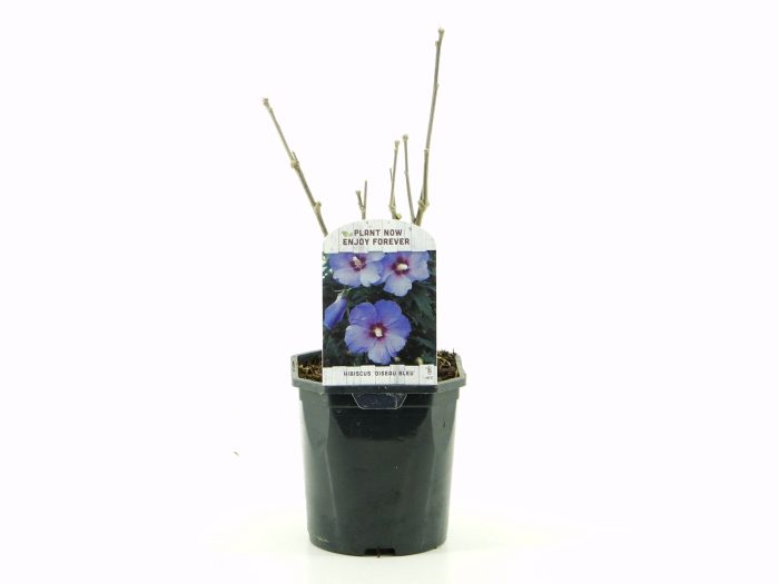 Hibiscus syr. Oiseau Blue, D 17