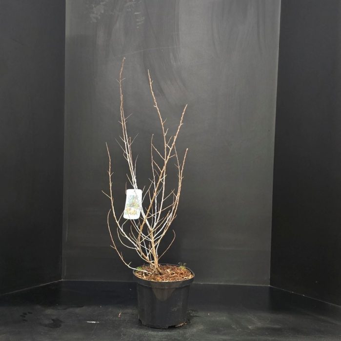 Hippophae rhamnoides Leikora, D 23