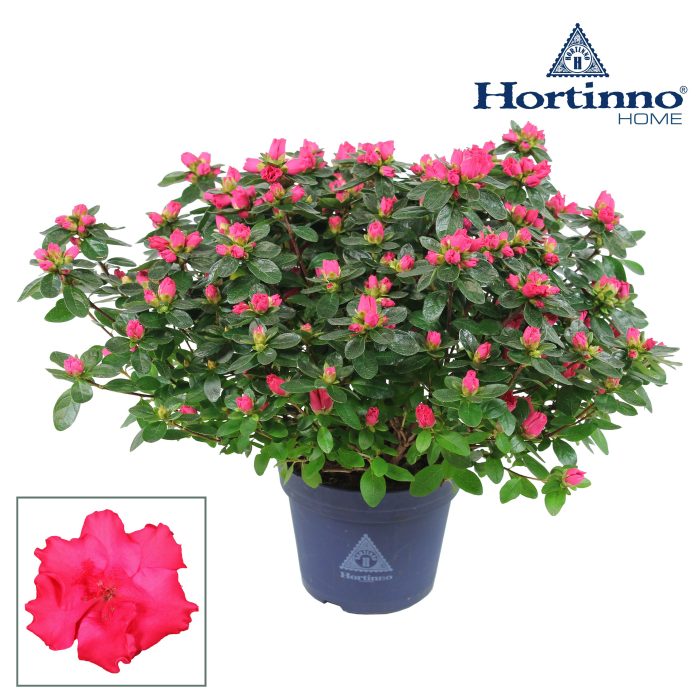 Hortinno® Home 'Classic Rouge' 35 - 37 cm, D 15