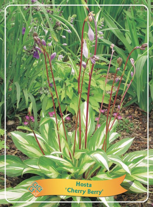Hosta 'Cherry Berry' P11, D 11