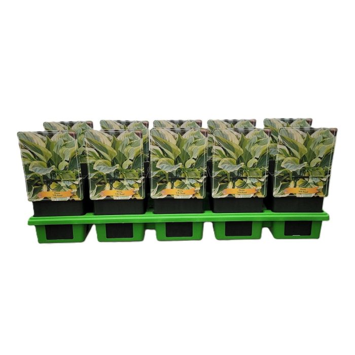 Hosta 'Silk Road' P11, D 11