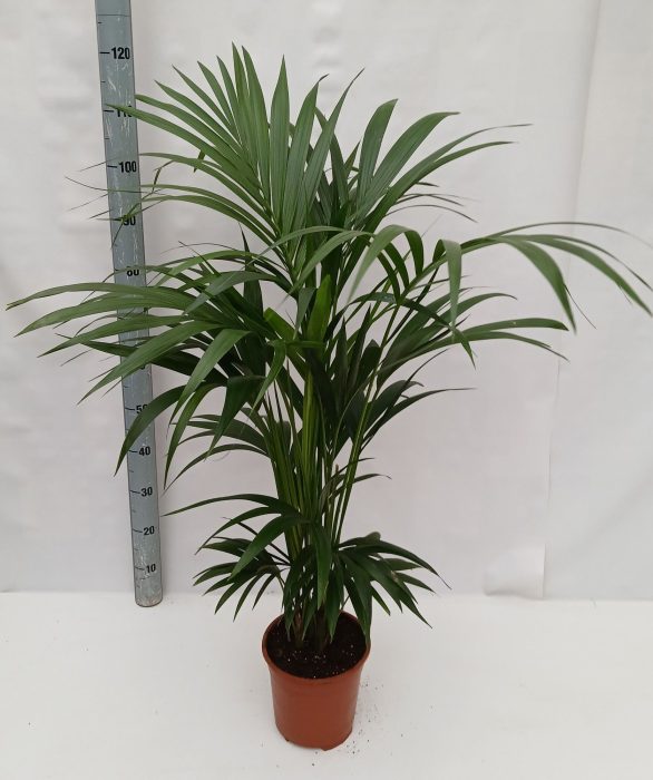 howea, D 21