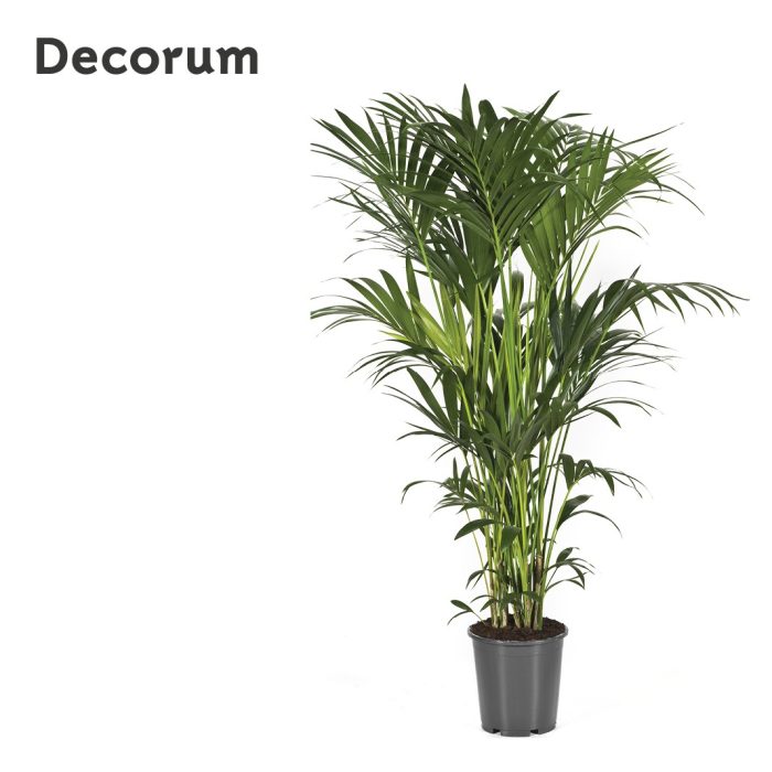 Howea forsteriana 160cm (Kentia) Decorum, D 27