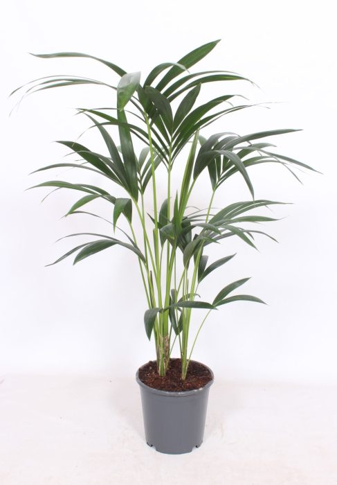 Howea forsteriana 5 per pot, D 21
