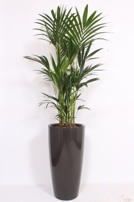 Howea Forsteriana in Santorini pot "antraciet", D 40