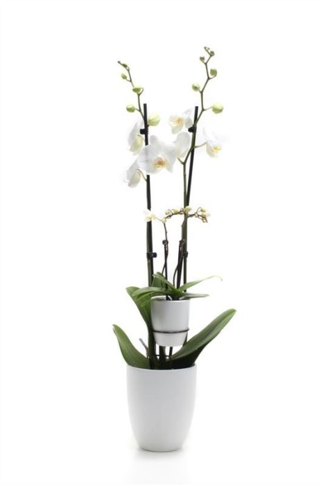 Hugo p12 white Phal white 2T+ Tiny Dolls white 2T, D 12