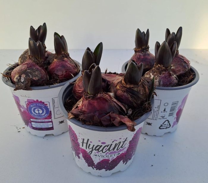 Hyacinthus orientalis 'Violetti Star', D 12