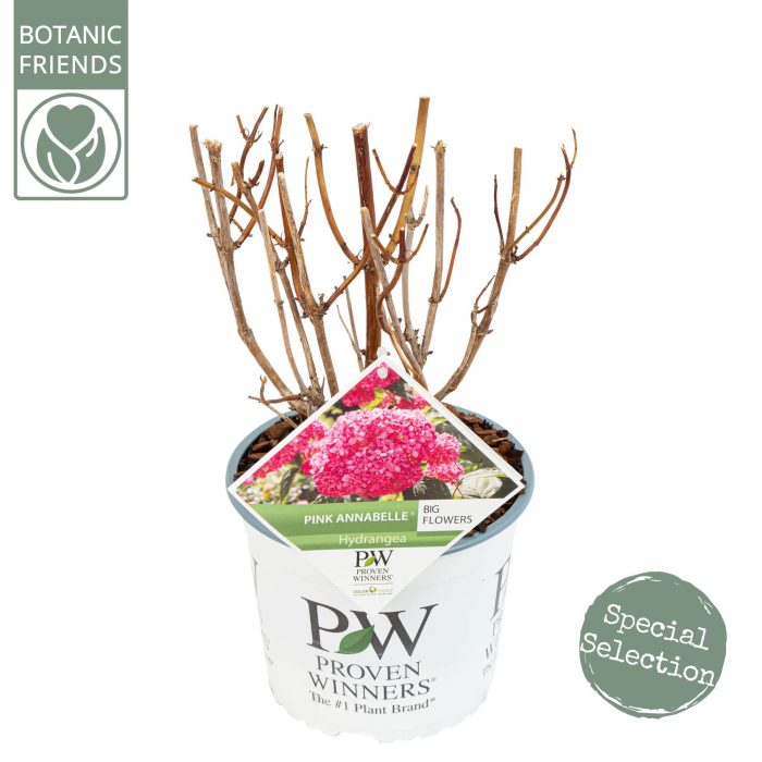 Hydrangea arbo. 'Pink Annabelle'®, D 19