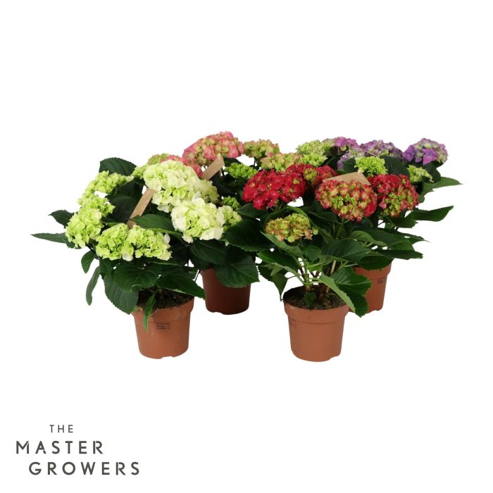Hydrangea Everlast mix 7+ flowers, D 14