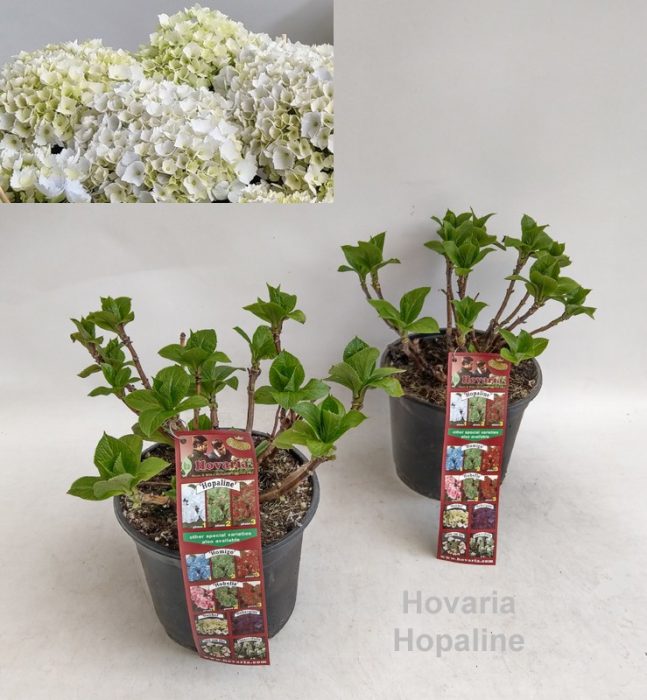 Hydrangea Hovaria Hopaline Garden 19cm, D 19