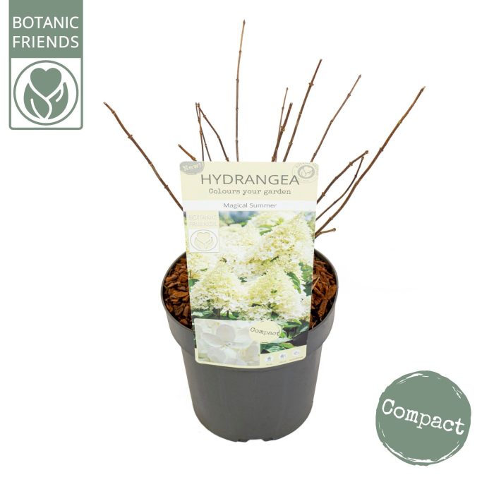 Hydrangea pan. 'Magical Summer', D 19