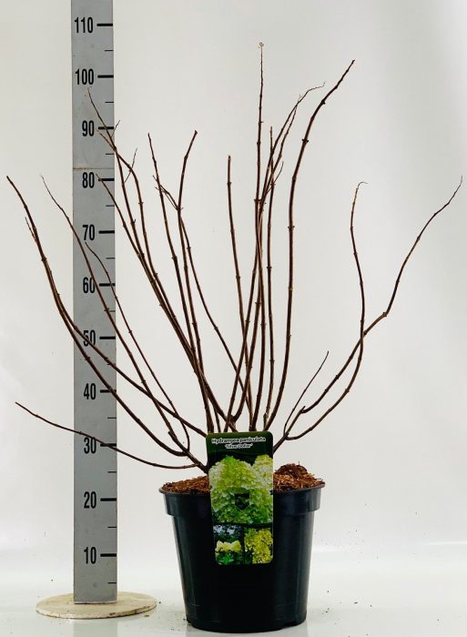 Hydrangea pan. 'Silver Dollar' 60- 80cm, D 29