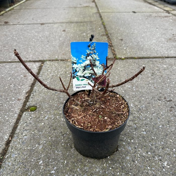 Hydrangea pan. ‘Wim's Red’ PBR, D 17