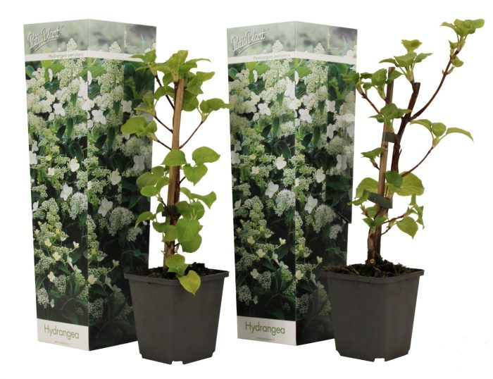 Hydrangea petiolaris, D 9