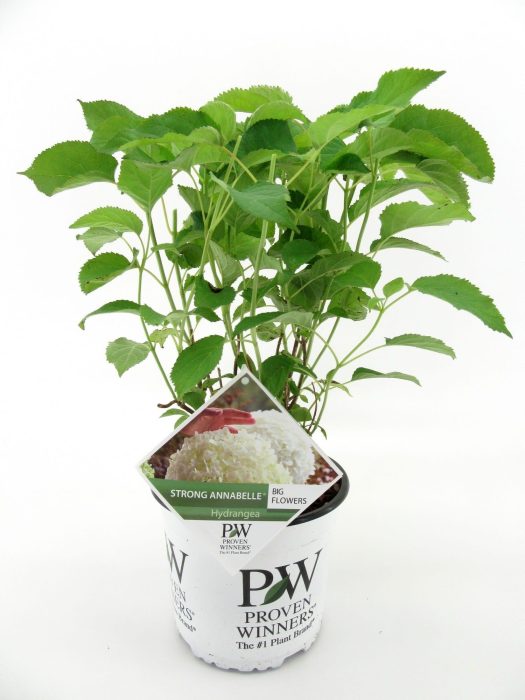 Hydrangea Strong Annabelle, D 19